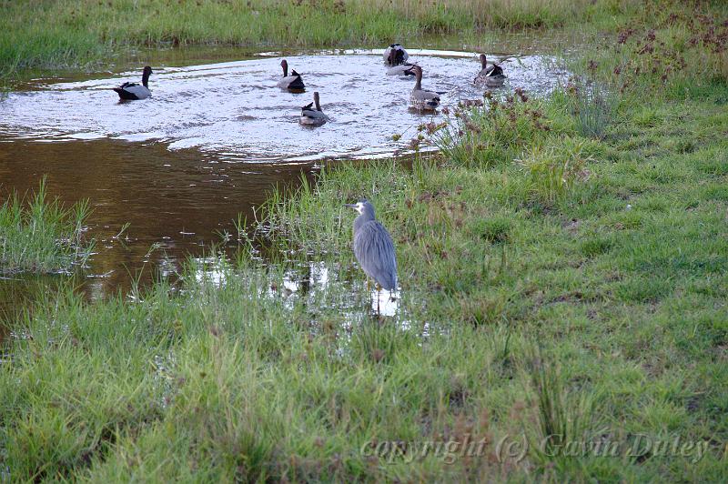 Grey faced heron, just outside the Adelaide Botanic Gardens IMGP8877.JPG